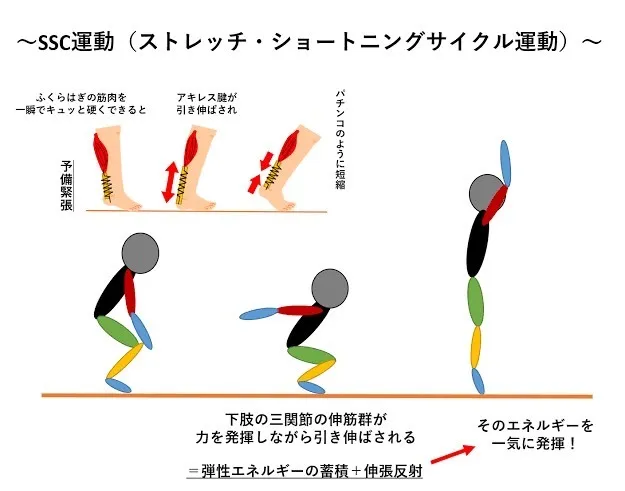 腱を使ったトレーニング